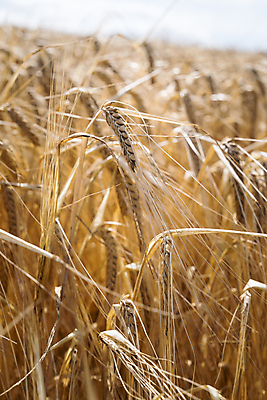 포토 JPG 해외이미지 식물 음식 빵 줄기 밭 농업 자연 건강 씨앗 사람없음 파란색 농작물 햇빛 태양 농장 노란색 빵집 수확 시골 황금 낟알 시리얼 밀 묘사 유기농 보리 귀 밀가루 밀짚 8월 숙성 호밀 세련 해외포토 자연요소 웰빙 산업 컬러 곡류 신체부위 상점 날짜 짚 가루 생태계 파일형식 이미지허브