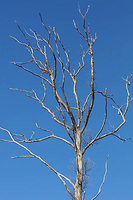 포토 JPG 해외이미지 나무 자연 하늘 풍경 사람없음 야외 목재 파란색 갈색 환경 사진촬영 나뭇가지 시골 죽음 숲 큼 땅 옛날 오지 해외포토 식물 컬러 재료 촬영 크기 생태계 파일형식 이미지허브