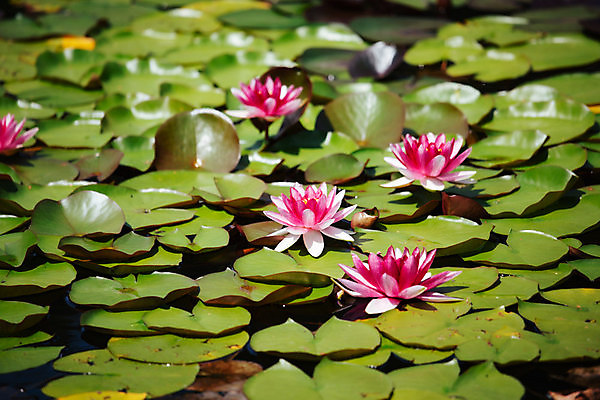 포토 JPG 해외이미지 식물 공원 꽃잎 꽃 호수 선 분홍색 백그라운드 잎 꽃무늬 우산 자연 성공 표면 휴식 미술 동양인 사람없음 야외 초록색 물 햇빛 뷰티 반사 환경 정원 고요 벚꽃 연못 개화 우아함 내추럴 이국적 해외포토 자연요소 공공시설 컬러 컨셉 무늬 문화예술 인종 태양 생태계 파일형식 이미지허브