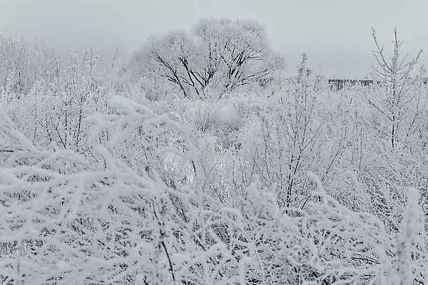 포토 JPG 해외이미지 나무 식물 구름 계절 공원 벽 여행 백그라운드 겨울 밭 자연 벽지 하늘 날씨 흑백 풍경 초원 사람없음 야외 목재 빛 뷰티 환경 냉동 검은색 추위 안개 흰색 숲 서리 장면 제설기 수평선 해외포토 자연요소 공공시설 컬러 농업 재료 촬영기법 생태계 제설 파일형식 이미지허브