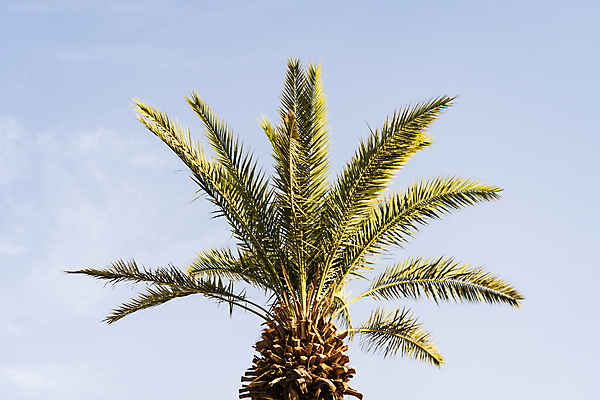 포토 JPG 해외이미지 주간 하늘 사람없음 야외 여름 야자수 여름풍경 야자수잎 해외포토 자연요소 나무 계절 잎 풍경 파일형식 여름_계절 이미지허브