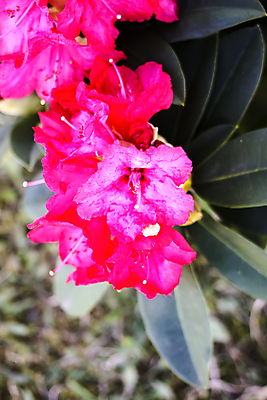 포토 JPG 해외이미지 나무 식물 계절 공원 꽃잎 꽃 분홍색 백그라운드 잎 꽃무늬 자연 사람없음 야외 빨간색 초록색 여름 뷰티 머리 정원 일본 보라색 봄 벚꽃 개화 닫기 진달래 관목 원예 라일락 잡종 내추럴 해외포토 공공시설 아시아 컬러 무늬 모션 취미 신체부위 생태계 파일형식 이미지허브