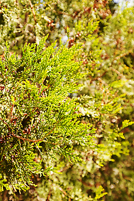 포토 JPG 해외이미지 나무 식물 공원 백그라운드 잎 패턴 가족 자연 벽지 사람없음 장식 초록색 빛 울타리 정원 흰색 나뭇가지 신선 질감 상록수 침엽수 내추럴 해외포토 공공시설 컬러 무늬 관계 담장 생태계 파일형식 이미지허브
