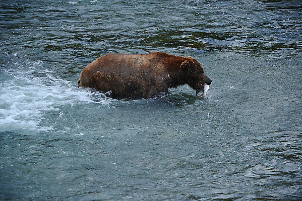 포토 JPG 해외이미지 주간 한마리 야생동물 곰 사람없음 야외 강 사냥 연어 해외포토 자연요소 동물 1 포유류 어류 파일형식 이미지허브