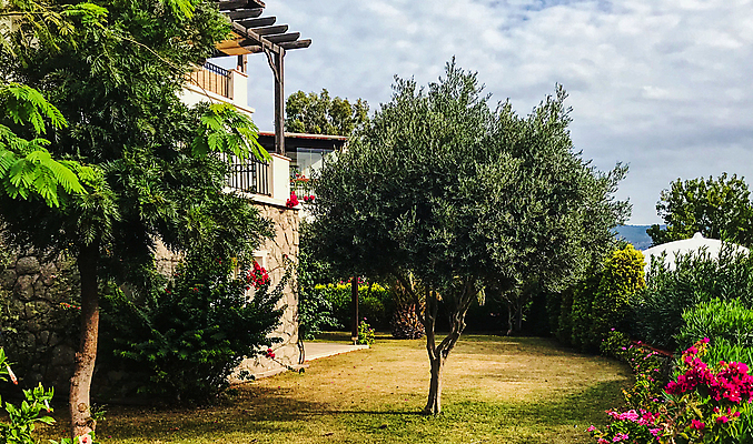 포토 JPG 해외이미지 나무 식물 계절 공원 꽃 백그라운드 잎 자연 사람없음 야외 초록색 정원 봄 벚꽃 신선 원예 장면 내추럴 해외포토 공공시설 컬러 취미 생태계 파일형식 이미지허브