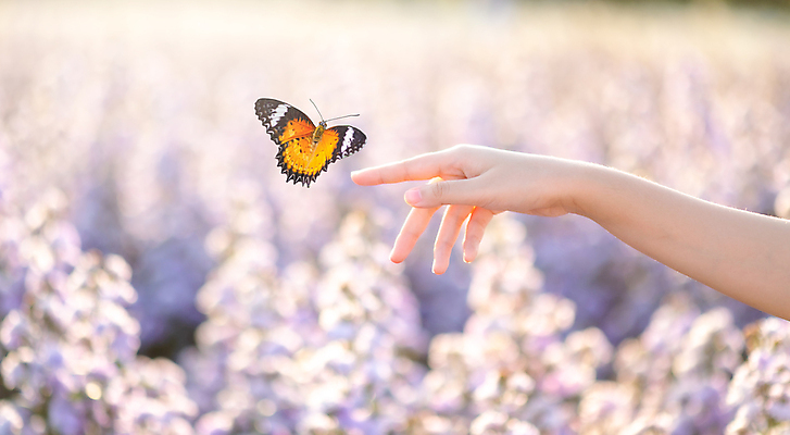 포토 JPG 해외이미지 손 나비 꽃밭 신체부위 자유 손내밀기 해외포토 꽃 곤충 컨셉 사람 손짓 파일형식 이미지허브