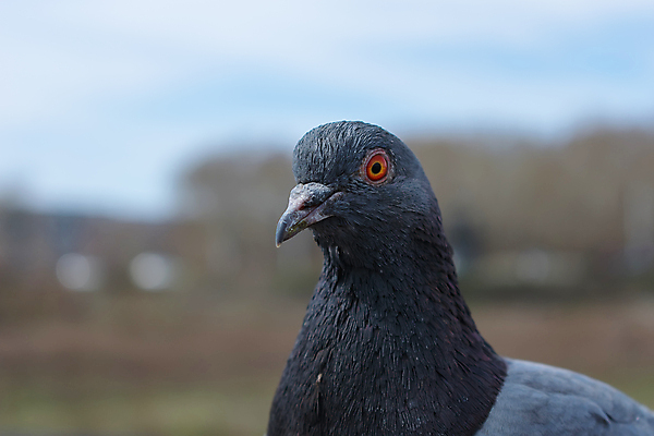 포토 JPG 해외이미지 동물 척추동물 한마리 공원 얼굴 야생동물 여행 신체 포유류 자연 조류 거리 동물원 종류 사람없음 머리 평화 환경 회색 자유 가을 관찰 도시 닫기 심볼 깃털 비둘기 부리 목 주둥이 서식지 내추럴 단아함 동물상 바보 블러 해외포토 1 계절 공공시설 컬러 컨셉 모션 신체부위 조형물 생태계 파일형식 이미지허브