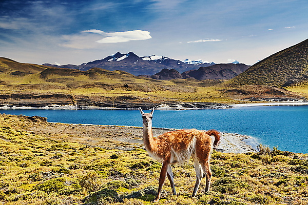 포토 JPG 해외이미지 동물 공원 호수 야생동물 여행 자연 하늘 산 국립공원 사람없음 야외 초록색 물 파란색 환경 미국 황무지 남아메리카 방목 언덕 빙하 칠레 남쪽 내추럴 산악지대 동물상 라마 전국 해외포토 자연요소 공공시설 컬러 북아메리카 아메리카 조형물 축산업 방향 생태계 파일형식 이미지허브