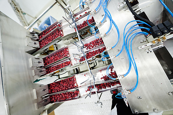 포토 JPG 해외이미지 공장 사람없음 냉동 기계 제조 산딸기 일렬 분류 식품공장 냉동식품 해외포토 음식 과일 공업 파일형식 이미지허브