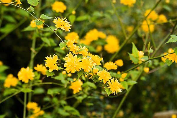 포토 JPG 해외이미지 식물 꽃 잎 사람없음 가로 초록색 노란색 정원 벚꽃 관목 해외포토 나무 컬러 파일형식 이미지허브