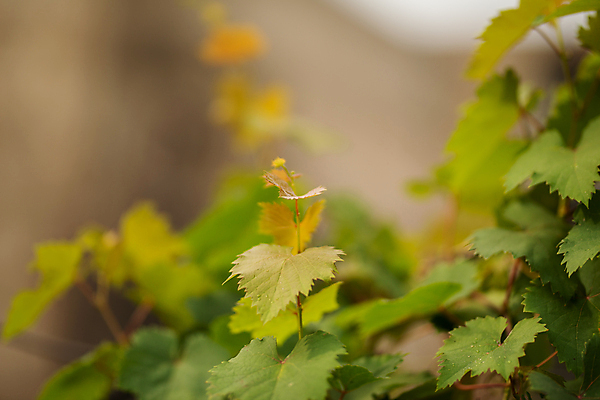 포토 JPG 해외이미지 식물 계절 음식 백그라운드 잎 농업 과일 자연 포도 프레임 건강 풍경 사람없음 야외 초록색 여름 농작물 농장 정원 맑음 봄 수확 성장 가을 흰색 나뭇가지 신선 유기농 포도밭 내추럴 고립 밭일 그리너리 국경 해외포토 나무 웰빙 산업 컬러 밭 날씨 생태계 파일형식 트랜드컬러 이미지허브