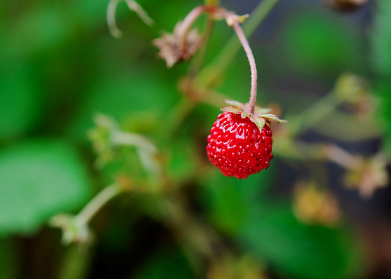 포토 JPG 해외이미지 식물 열매 음식 잎 과일 자연 딸기 건강 사람없음 빨간색 정원 신선 달콤 산딸기 건강식 숙성 채식주의자 비건 해외포토 컬러 맛 생태계 채식 파일형식 이미지허브