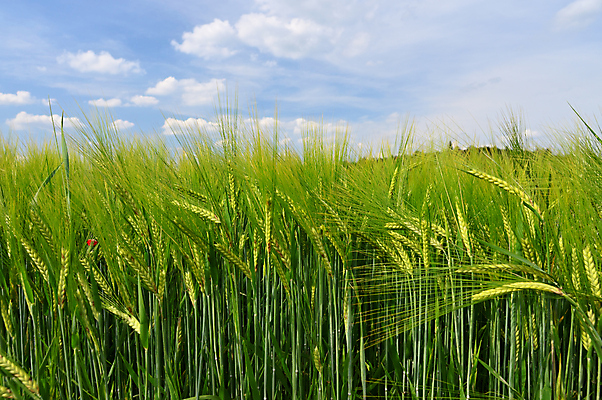 포토 JPG 해외이미지 식물 계절 음식 줄기 백그라운드 잎 밭 농업 자연 하늘 건강 옥수수 씨앗 사람없음 야외 초록색 파란색 농작물 햇빛 태양 뷰티 농장 농경지 환경 봄 수확 성장 흰색 시골 낟알 땅 시리얼 밀 유기농 보리 장면 내추럴 밭일 호밀 수평선 세련 해외포토 자연요소 웰빙 산업 컬러 곡류 생태계 파일형식 이미지허브