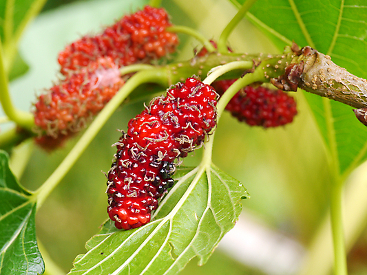 포토 JPG 해외이미지 식물 계절 열매 음식 줄기 백그라운드 컨셉 잎 패턴 농업 채소 과일 자연 건강 사람없음 빨간색 초록색 여름 농작물 정원 검은색 수확 나뭇가지 닫기 달콤 맛 상품 큼 먹기 묘사 유기농 포도나무 블랙베리 숙성 영양분 해외포토 나무 웰빙 산업 컬러 무늬 모션 크기 과일나무 생태계 파일형식 이미지허브