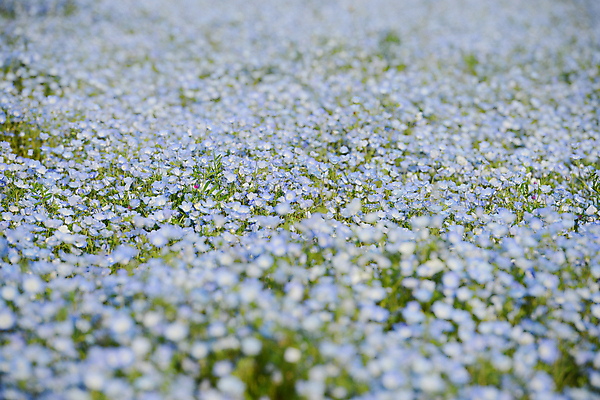 포토 JPG 해외이미지 나무 식물 계절 공원 꽃 아시아 여행 백그라운드 밭 자연 하늘 사람없음 파란색 뷰티 정원 일본 봄 벚꽃 흰색 언덕 내추럴 해외포토 공공시설 나라 컬러 농업 생태계 파일형식 이미지허브