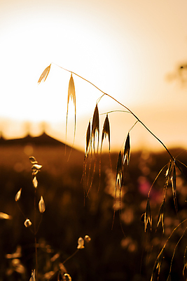 포토 JPG 해외이미지 나무 식물 꽃 실루엣 백그라운드 잎 밭 자연 아침 사람없음 야외 빛 햇빛 태양 뷰티 노란색 우주 환경 정원 봄 수확 허브 유기농 해외포토 주간 자연요소 웰빙 계절 컬러 농업 촬영기법 생태계 파일형식 이미지허브