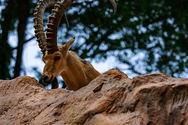 포토 JPG 해외이미지 동물 남자 유럽 야생동물 여행 곡선 포유류 가족 자연 엄마 염소 산 털 뿔 동물원 사람없음 갈색 머리 사막 아기 그룹 황무지 큼 방목 먹기 알프스 멸종 내추럴 동물상 램 이스라엘 해외포토 나라 선 컬러 관계 모션 사람 신체부위 조형물 축산업 크기 생태계 서아시아 파일형식 이미지허브