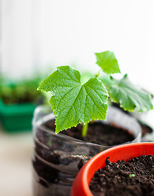 포토 JPG 해외이미지 식물 화초 잎 오이 사람없음 흙 원예 모종 해외포토 채소 취미 파일형식 이미지허브