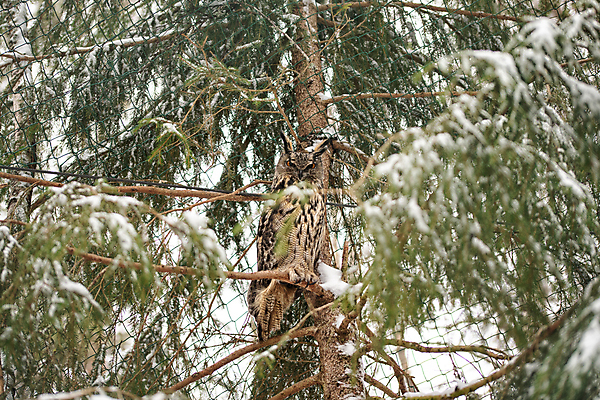 포토 JPG 해외이미지 나무 동물 1 응시 얼굴 야생동물 백그라운드 자연 조류 앉기 사람없음 야외 초록색 파란색 갈색 노란색 회색 흰색 관찰 야간 큼 먹이 깃털 부리 날카로움 육식동물 부엉이 사냥꾼 솜털 계산서 내추럴 고립 옛날 지능 해외포토 자연요소 식물 직업 시선 컬러 모션 신체부위 크기 생태계 파일형식 이미지허브
