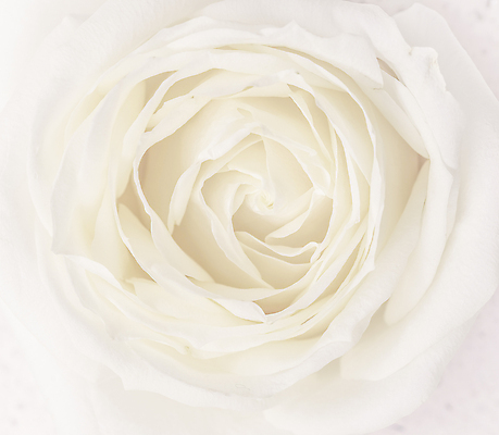 포토 JPG 해외이미지 식물 디자인 계절 꽃잎 꽃 결혼 백그라운드 컨셉 꽃무늬 자연 결혼식 추상 휴가 사람없음 빛 노란색 환경 봄 수확 성장 벚꽃 흰색 신선 신용카드 개화 선택 질감 복고 초대 부드러움 내추럴 해외포토 컬러 무늬 농업 이벤트 금융 감각 생태계 파일형식 이미지허브