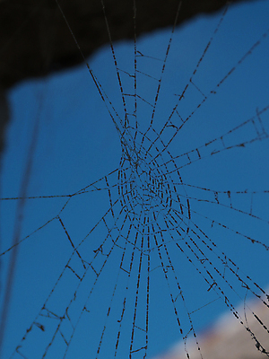 포토 JPG 해외이미지 식물 동물 디자인 야생동물 백그라운드 패턴 자연 아침 사람없음 야외 파란색 빛 뷰티 정원 웹 흰색 그물 네트워크 실 닫기 떨어짐 이슬 위험 작음 실크 거미줄 묘사 질감 육식동물 거미 올가미 내추럴 해외포토 주간 컬러 곤충 컨셉 무늬 인터넷 모션 직물 크기 생태계 파일형식 이미지허브