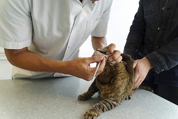 포토 JPG 해외이미지 동물 백인 직업 1 응시 여자 건강 병원 사람 성인 사람없음 반려동물 약 고양이 고통 회색 시험 환자 의사 긴급 사건 상담 주사약 수의사 돌봄 유래 해외포토 서양인 시선 교육 감정 컬러 포유류 의학 모션 의료진 파일형식 이미지허브