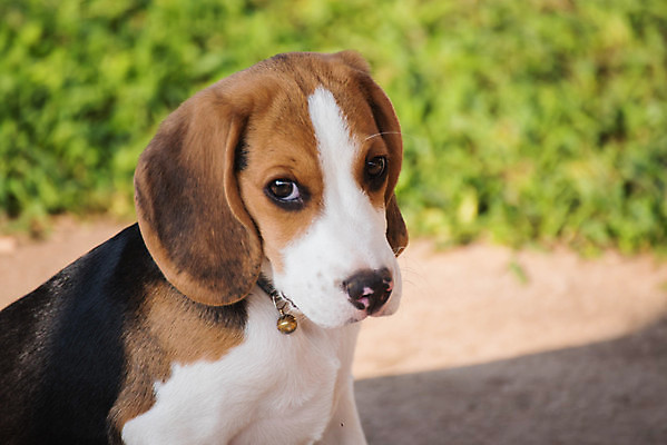 포토 JPG 해외이미지 주간 한마리 응시 반려견 사람없음 야외 아웃포커스 반려동물 산책 강아지 비글 해외포토 자연요소 동물 1 시선 휴식 촬영기법 개 파일형식 이미지허브