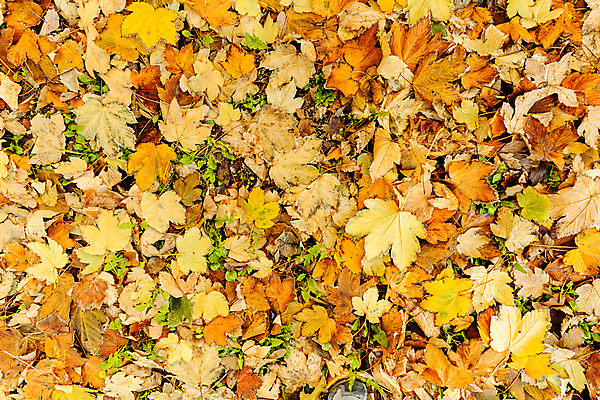 포토 JPG 해외이미지 나무 식물 계절 백그라운드 잎 패턴 오렌지 자연 벽지 사람없음 빨간색 초록색 컬러풀 갈색 노란색 쌓기 정원 황금 숲 땅 묘사 질감 내추럴 땅바닥 해외포토 컬러 무늬 과일 모션 바닥 생태계 파일형식 이미지허브