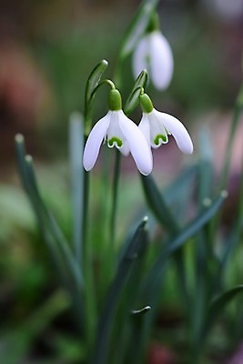 포토 JPG 해외이미지 꽃잎 꽃 잎 사람없음 아웃포커스 스노드롭 해외포토 식물 촬영기법 파일형식 이미지허브