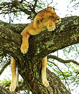포토 JPG 해외이미지 여행 사람없음 여행객 탄자니아 해외포토 아프리카 사람 파일형식 이미지허브