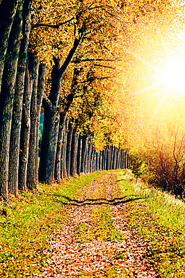 포토 JPG 해외이미지 나무 식물 계절 공원 백그라운드 단풍 잎 패턴 오렌지 자연 호박 사람없음 야외 목재 빨간색 초록색 빛 컬러풀 햇빛 태양 노란색 환경 정원 맑음 활발 할로윈 변화 황금 떨어짐 숲 9월 11월 보케 장면 추수감사절 10월 내추럴 해외포토 자연요소 공공시설 기독교 컬러 컨셉 무늬 채소 과일 재료 날씨 날짜 생태계 파일형식 이미지허브