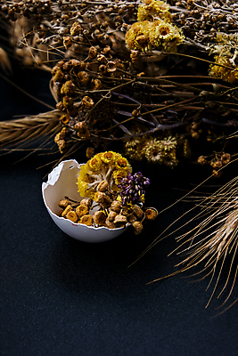 포토 JPG 해외이미지 식물 실내 사람없음 계란껍데기 오브젝트 드라이플라워 남색배경 해외포토 꽃 백그라운드 내부 계란 남색 파일형식 이미지허브