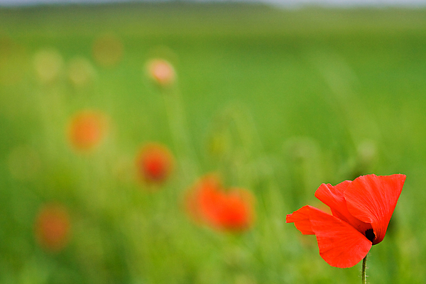 포토 JPG 해외이미지 식물 꽃 밭 바람 초원 사람없음 가로 빨간색 초록색 벚꽃 양귀비 해외포토 자연요소 컬러 농업 날씨 파일형식 이미지허브