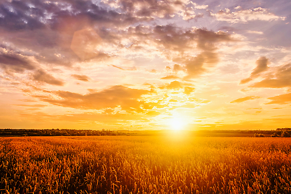 포토 JPG 해외이미지 구름 자연 하늘 풍경 사람없음 야외 햇빛 태양 농경지 일몰 밀밭 해외포토 자연요소 밭 농장 노을 밀 생태계 파일형식 이미지허브