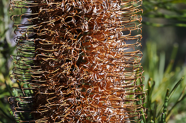 포토 JPG 해외이미지 나무 식물 꽃잎 꽃 자연 불 산 종류 씨앗 풍경 사람없음 야외 목재 초록색 갈색 환경 계곡 사진촬영 하이킹 성장 나뭇가지 호주 숲 땅 침엽수 원뿔 해외포토 자연요소 도형 컬러 재료 레저 촬영 오세아니아 생태계 파일형식 이미지허브
