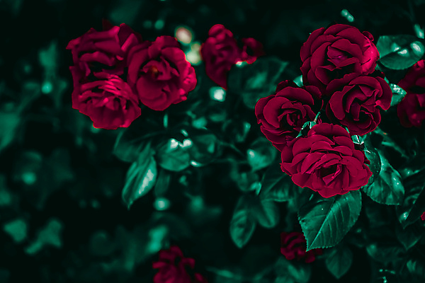 포토 JPG 해외이미지 꽃 잎 자연 사람없음 야외 아웃포커스 빨간색 초록색 장미 해외포토 식물 컬러 촬영기법 생태계 파일형식 이미지허브