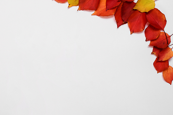 포토 JPG 해외이미지 나무 식물 디자인 배너 계절 꽃 백그라운드 컨셉 단풍 잎 패턴 오렌지 자연 추상 프레임 사람없음 장식 빨간색 컬러풀 노란색 우주 공백 활발 흰색 황금 플랫 정상 11월 책상 흰배경 질감 레이아웃 위치 추수감사절 10월 내추럴 거짓 고립 구성 목업 플랫레이 카피스페이스 미니멀리스트 미니멀 국경 해외포토 기독교 컬러 가구 무늬 과일 날짜 생태계 파일형식 이미지허브