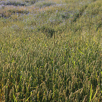 포토 JPG 해외이미지 식물 계절 꽃 꽃무늬 밭 자연 국화 풍경 초원 사람없음 야외 파란색 컬러풀 뷰티 정원 봄 벚꽃 흰색 시골 개화 허브 데이지 수레국화 해외포토 컬러 무늬 농업 생태계 파일형식 이미지허브