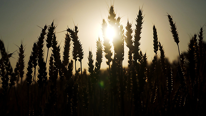 포토 JPG 해외이미지 식물 밭 농업 자연 씨앗 사람없음 농작물 농장 노란색 수확 시골 황금 낟알 시리얼 밀 귀 밀짚 내추럴 숙성 호밀 해외포토 산업 음식 컬러 곡류 신체부위 짚 생태계 파일형식 이미지허브