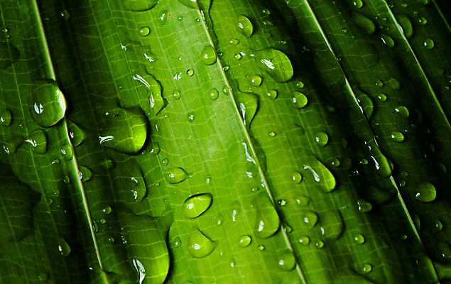 포토 JPG 해외이미지 식물 디자인 계절 백그라운드 잎 패턴 자연 벽지 추상 손바닥 사람없음 야외 장식 초록색 물 환경 어둠 거품 젖음 성장 물방울 신선 떨어짐 이슬 열대우림 빗방울 순수 질감 내추럴 생태학 이국적 그리너리 해외포토 자연요소 손 교육 컬러 컨셉 무늬 비_날씨 숲 생태계 파일형식 트랜드컬러 이미지허브