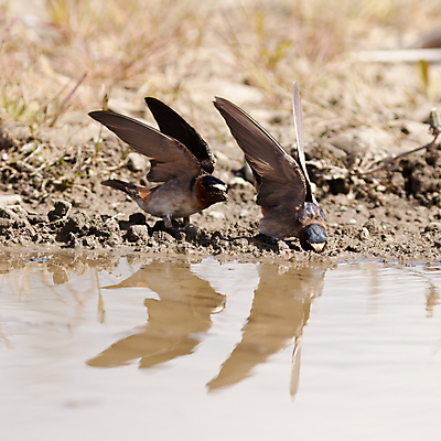 포토 JPG 해외이미지 날개 자연 조류 사람없음 건물 물 반사 젖음 모임 천 수집 진흙 제비 내추럴 해외포토 자연요소 동물 건축물 직물 생태계 파일형식 이미지허브