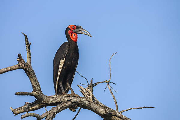 포토 JPG 해외이미지 동물 야생동물 아프리카 자연 조류 국립공원 사람없음 가로 보호 사파리 파란배경 멸종 고립 남아프리카 보츠와나 보호구역 해외포토 공원 나라 백그라운드 컨셉 파란색 생태계 구역 파일형식 이미지허브