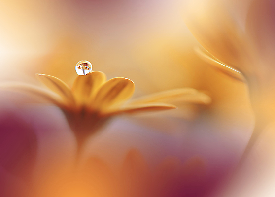 포토 JPG 해외이미지 식물 디자인 배너 꽃 백그라운드 꽃무늬 자연 벽지 추상 휴가 새로움 기념 사랑 미술 사람없음 장식 여름 컬러풀 뷰티 봄 낭만 덮개 벚꽃 축하 인사 신용카드 메뉴 데이지 캔버스 초대 파스텔톤 국경 해외포토 계절 감정 컬러 컨셉 무늬 문화예술 금융 뚜껑 예절 생태계 파일형식 이미지허브