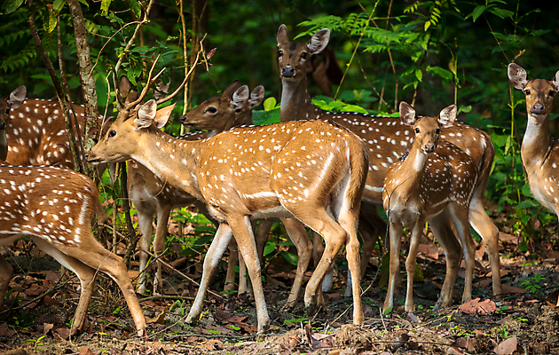 포토 JPG 해외이미지 주간 야생동물 사슴 뿔 사람없음 야외 숲 방목 해외포토 자연요소 동물 포유류 축산업 파일형식 이미지허브