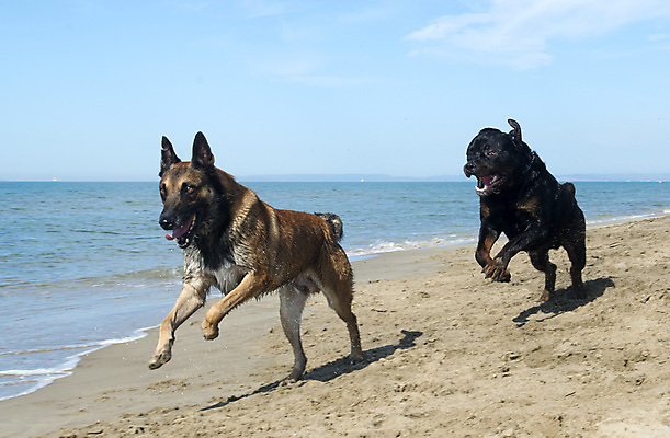 포토 JPG 해외이미지 동물 바다 놀이 휴가 사람없음 물 반려동물 달리기 양치기 개 경비견 해외포토 자연요소 직업 포유류 모션 파일형식 이미지허브