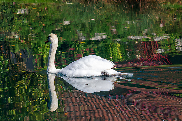 포토 JPG 해외이미지 구름 공원 여행 자연 하늘 산 독일 풍경 사람없음 목재 물 파란색 관광지 강 계곡 맑음 가을 바위 흰색 전원 역사 백조 암초 보호구역 파멸 바이에른 산맥 해외포토 자연요소 나무 계절 공공시설 유럽 컬러 컨셉 재료 조류 날씨 돌_바위 전기에너지 생태계 구역 파일형식 소멸 이미지허브