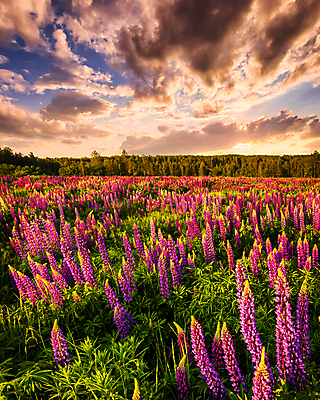 포토 JPG 해외이미지 나무 꽃밭 자연 하늘 사람없음 야외 햇빛 일몰 해외포토 식물 꽃 태양 노을 생태계 파일형식 이미지허브