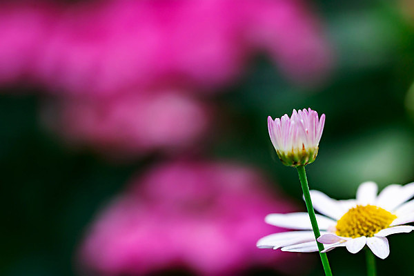 포토 JPG 해외이미지 식물 디자인 꽃잎 꽃 줄기 분홍색 꽃다발 백그라운드 잎 꽃무늬 자연 국화 선물 사랑 사람없음 초록색 여름 뷰티 머리 우주 보라색 봄 낭만 벚꽃 흰색 나뭇가지 신선 개화 그룹 닫기 다발 배열 제비꽃 오브젝트 보케 슛 해외포토 나무 계절 감정 컬러 컨셉 무늬 모션 신체부위 생태계 파일형식 이미지허브
