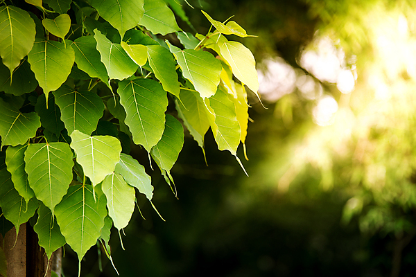 포토 JPG 해외이미지 나무 종교 백그라운드 잎 불교 자연 벽지 아침 사람없음 장식 초록색 빛 태양 일출 일몰 봄 나뭇가지 신선 투명 심볼 정맥 내추럴 떠남 힌두교 해외포토 주간 자연요소 식물 계절 컬러 모션 노을 생태계 혈관 파일형식 이미지허브