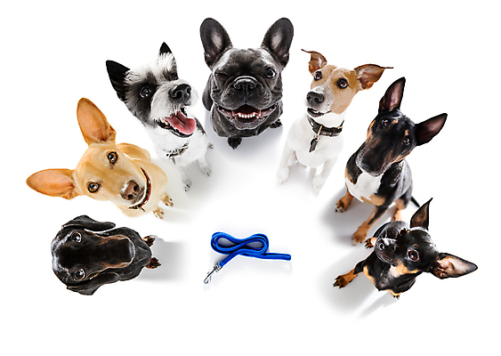 포토 JPG 해외이미지 동물 커플 응시 교육 놀이 안내 함께함 사랑 앉기 사람없음 야외 반려동물 우정 산책 기쁨 기차 환자 가르침 그룹 기다림 유머 닫기 개 강아지 체벌 바둑 주인 경보 복종 신앙심 인내 줄서기 해외포토 시선 감정 육상교통 컨셉 포유류 의학 관계 모션 휴식 대중교통 친구 파일형식 이미지허브